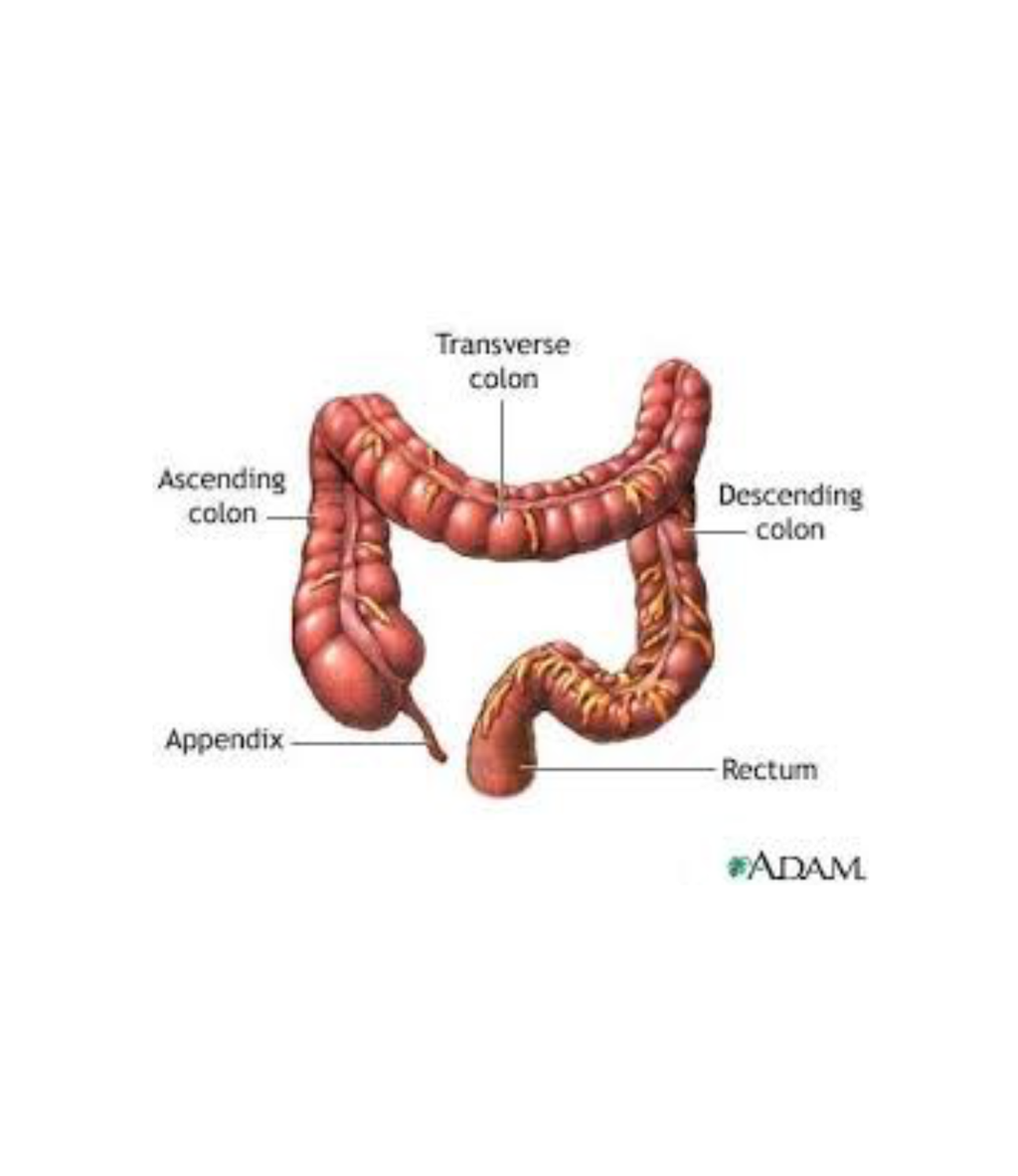 Dr Hulda Clark's Complete Bowel Cleanse